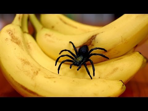 SPIDER IN BANANA!