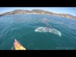 Curious Whales Swim Right Beside Paddleboarders