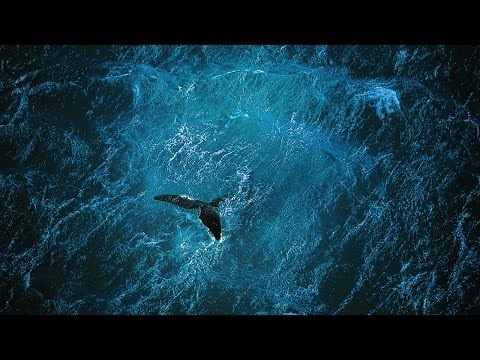 Planet Ocean [DE] - der Film (Yann Arthus-Bertrand & Michael Pitiot)