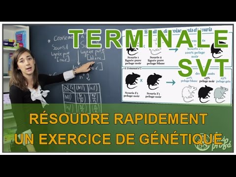 Résoudre rapidement un exercice de génétique - SVT Terminale S - Les Bons Profs