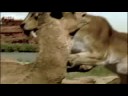 BBC: Saber Tooth Cat Prey - Ice Age Death Trap