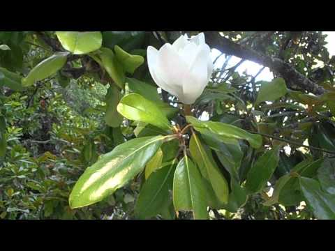 MAGNOLIO: Magnolia grandiflora (http://www.riomoros.com)