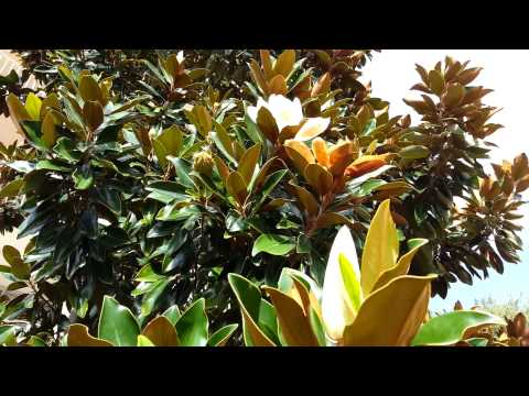 Magnolia grandiflora - southern magnolia HD 04