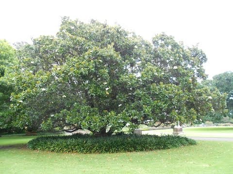 Plant ID: Bull Bay Magnolia (Magnolia grandiflora)