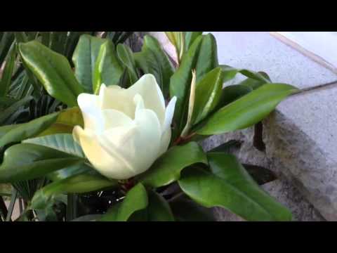 Magnolia Grandiflora in Ontario