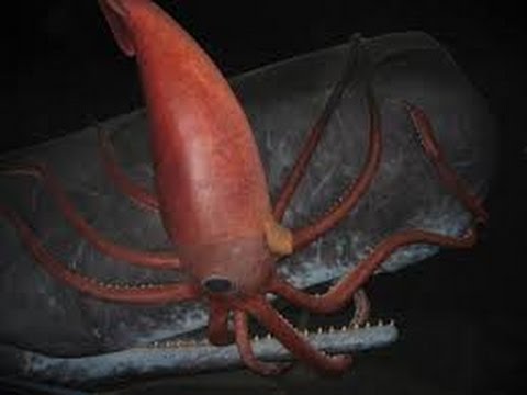 Monster Giant Squid(full documentary)HD