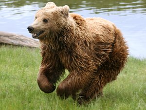 Although presently in decline, Romania has the largest population of brown bears in Europe (over 5,000 individuals).