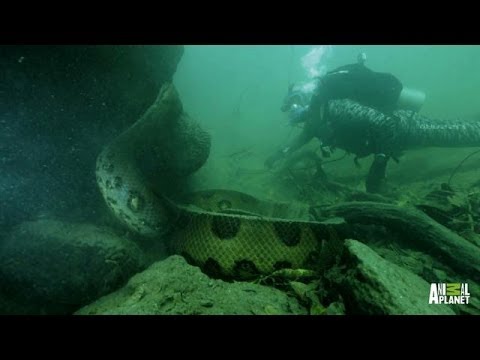 Face-to-Face with a 20-Foot, Monster Anaconda | River Monsters