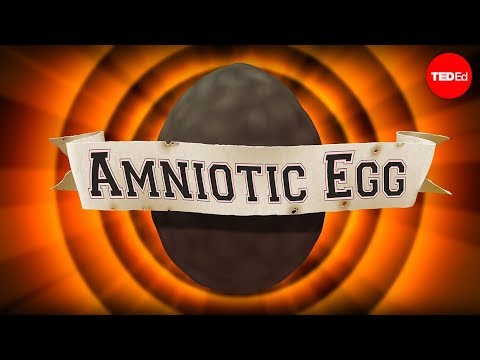 The game-changing amniotic egg - April Tucker