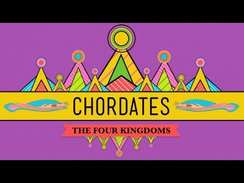 Chordates - CrashCourse Biology #24