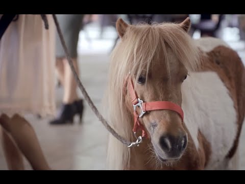 ING Bank - 5. Yıl Doğum Günü Midilli Reklamı