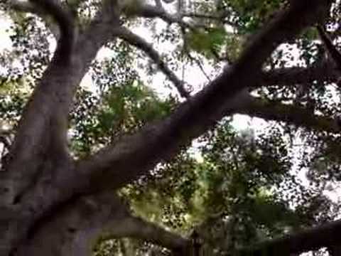 Bodhgaya Buddha Tree (Bodhi Tree)