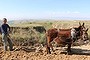 A Chinese farmer works the soil.