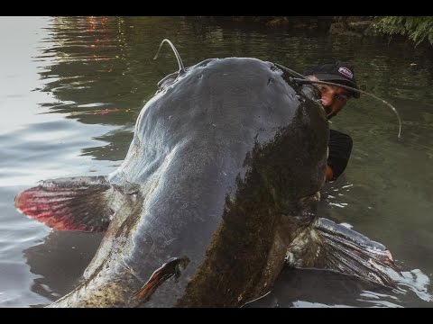 INCREDIBLE HUGE CATFISH 8,5 FEET - 250 LBS - HD by CATFISHING WORLD