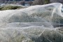 The spiders have thrown silk snag lines into the air to haul themselves out of the water in Westbury, Tasmania.