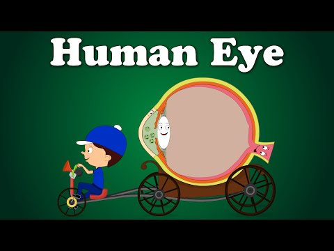 Human Eye