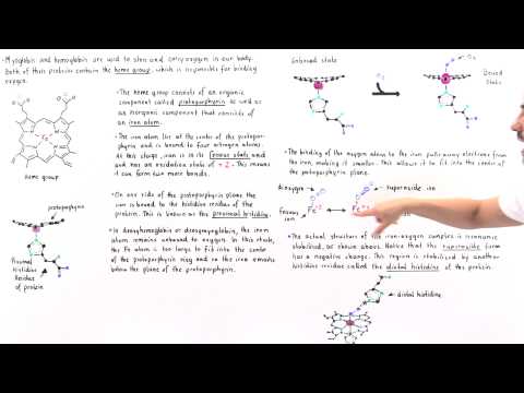 Heme Group of Hemoglobin and Myoglobin