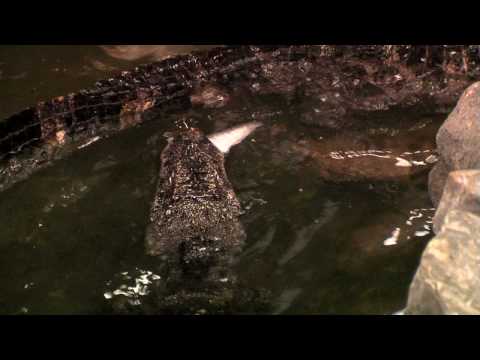 Chinese Alligator Feeding-Cincinnati Zoo