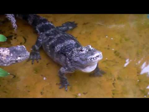 Chinese Alligator bellowing