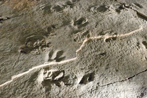 Fossil dinosaur tracks at Dinosaur State Park, Connecticut. The tracks are known as Eubrontes.