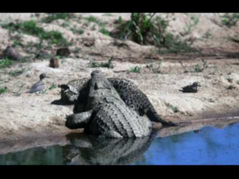 Crocodilians Domination