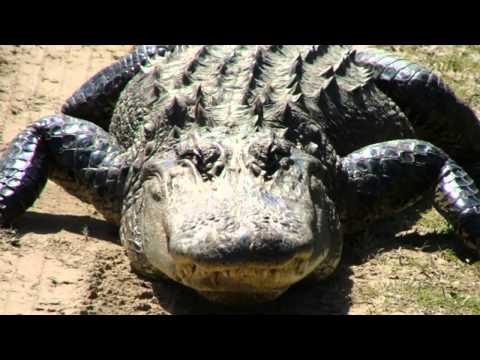 Crocodilian sounds