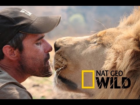 LIVING WITH LIONS - Kevin Richardson - National Geographic WILD HD