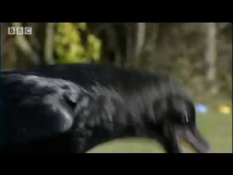 Amazing Raven intelligence test - Clever Critters - BBC Animals