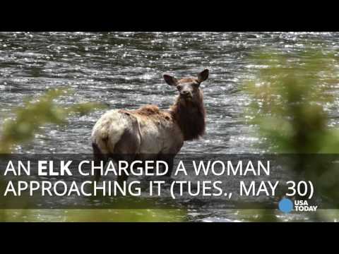 Incidents at Yellowstone National Park in 2016