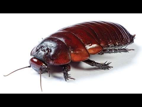 1 million cockroaches escape from farm in China; Man wakes up with cockroach in ear - Compilation