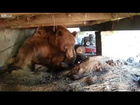 Up close and personal with a HUGE brown bear under a guys back deck!