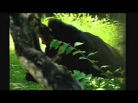 BBC NEWS   Science Nature   World s oldest gorilla is 55