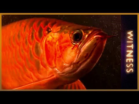 Witness - Swimming with dragons (Multi-Million Dollar Fish Farm)