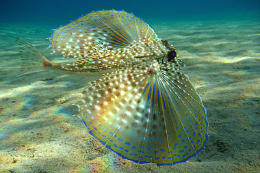 Flying gurnard