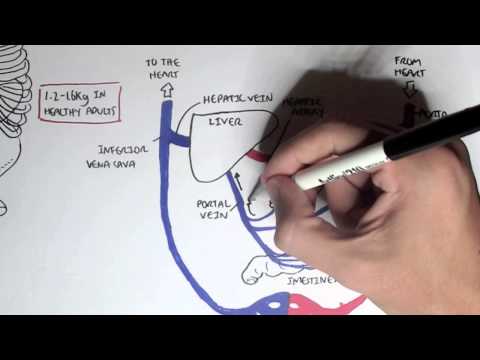 Liver Anatomy and Blood Supply