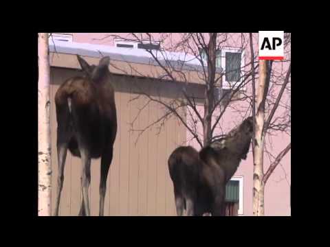 Record snowfall around Anchorage, Alaska mean the moose are coming to town, this year in what seem t