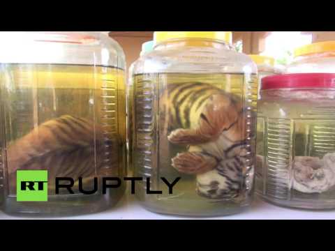 Dozens of dead tiger cubs found at Buddhist temple in Thailand