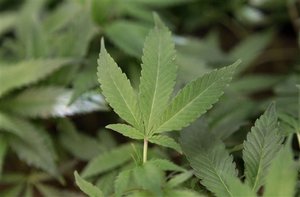 FILE - This Feb. 1, 2011 file photo shows medical marijuana clone plants at a medical marijuana dispensary in Oakland