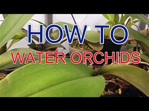 "How to water orchids" | ORCHID CARE How to water Phalaenopsis Orchids | "Orchid care tips"