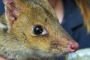 Eastern quoll at the Mount Rothwell conservation centre. Labor says it will do more protect the environment.