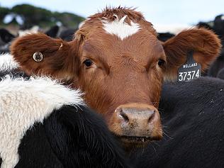 29/04/2008 NEWS: Live export of 10,000 dairy cows to Mexico. Portland. Dairy cattle in the Kobo feed lot awaiting transport