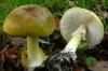 The sighting of death cap mushrooms in WA's South West  has the government worried. 