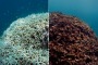 Images taken around Lizard Island on the Great Barrier Reef in May show the aftermath of coral bleaching.