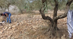 Olive grove in Burin, near Nablus