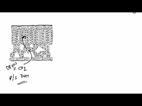 2.39 Gas Exchange in plants