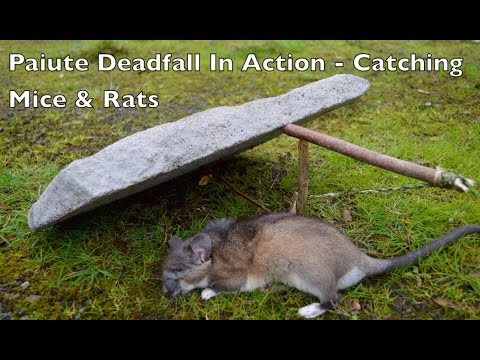 Paiute Deadfall in Action! Catching Rats and Mice with a Primitive Trap.