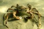 A Great Spider Crab in Port Phillip Bay. Picture supplied by Sheree Marris.