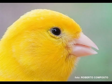 CANARY SINGING - Serinus canaria