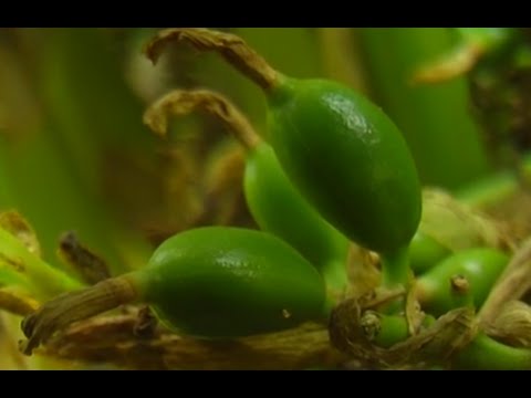 How to Grow Cardamom - TvAgro by Juan Gonzalo Angel