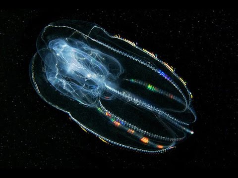 Deep Sea Exploration (1/5) / Documentary (English/HD)